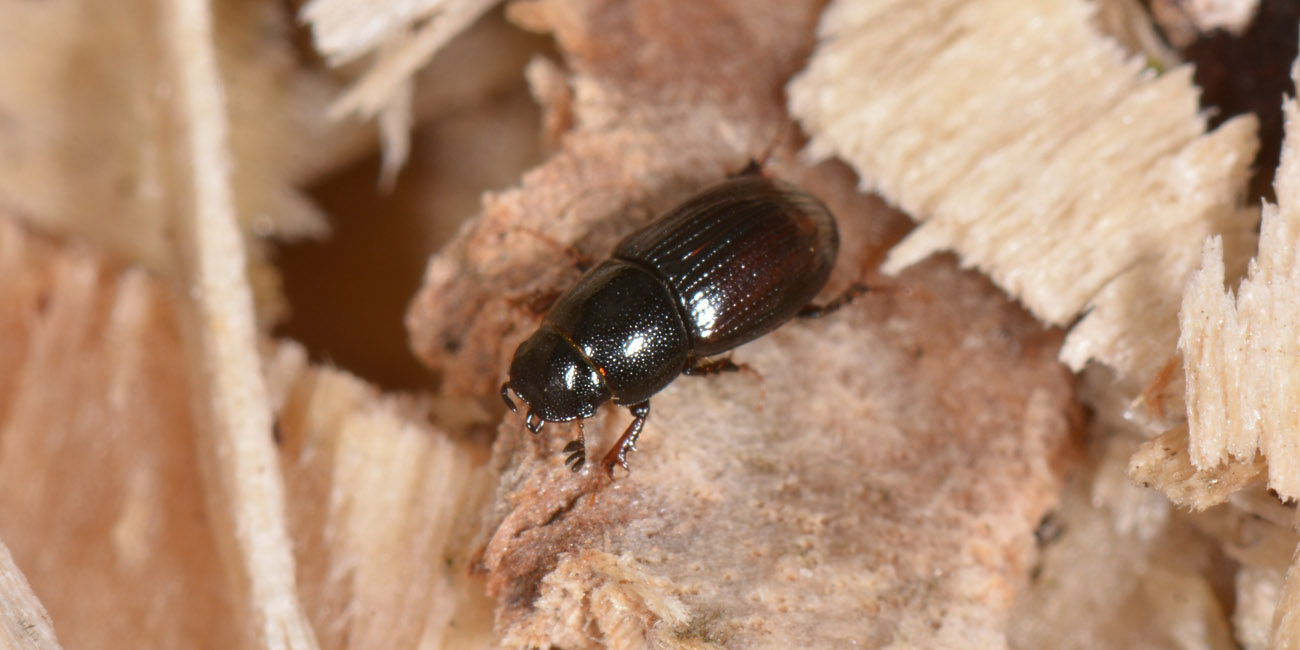 Aphodiidae: Planolinus sp. opp. Planolinoides sp.